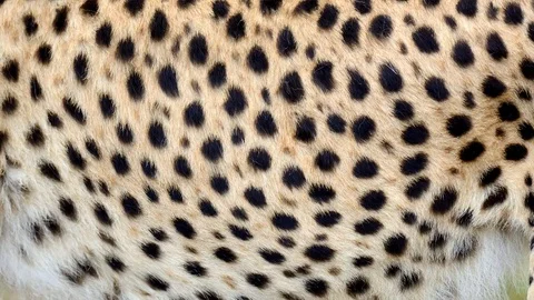 Cheetah real fur blowing on the wind. Close up macro shot of animal hair in s Stock Footage 101866141