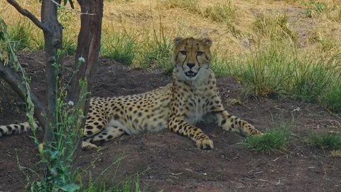Cheetah relaxing  Stock Footage 244990719