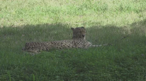 Cheetah Relaxing in the Grass Vídeos de archivo 65975693