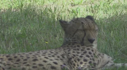 Cheetah Relaxing in the Grass Stock Footage 65979882
