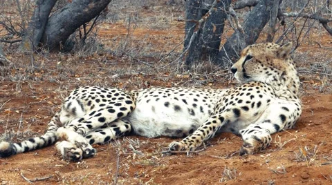 Cheetah relaxing on ground Stock Footage 68810809