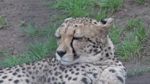 Cheetah resting 4K Video stock 296316514