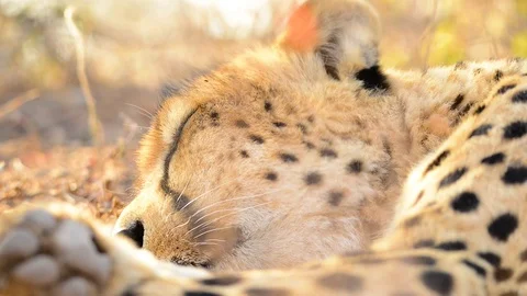 Cheetah Resting with focus pull to paw Stock Footage 70704829