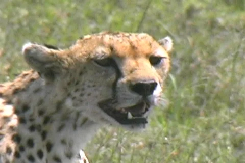 Cheetah resting Stock Footage 126021