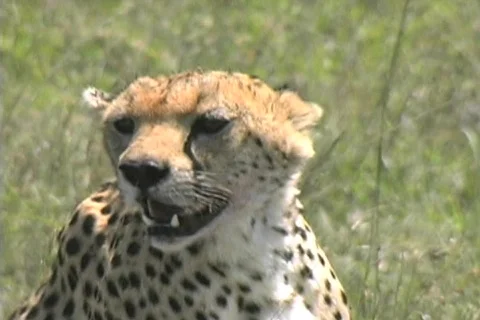 Cheetah resting Stock Footage 570275