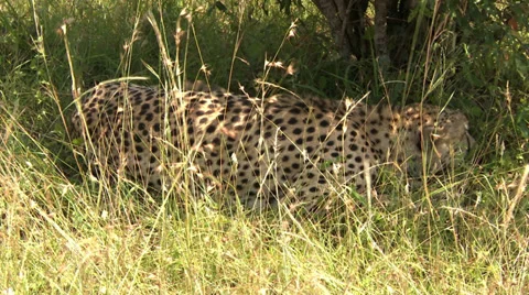 Cheetah resting Video stock 33700062