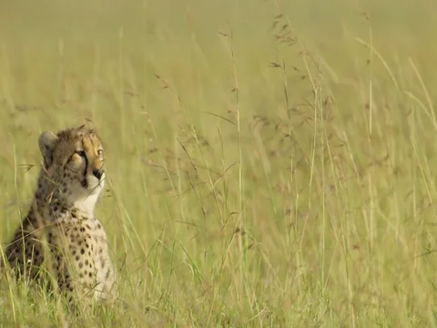 Cheetah resting 스톡 동영상 82906520