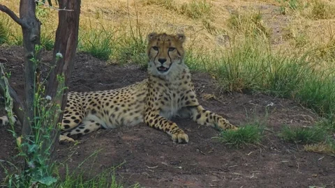 A cheetah is resting  Stock Footage 245030187