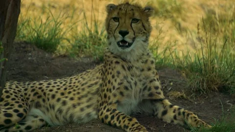 A cheetah resting Stock Footage 251741365