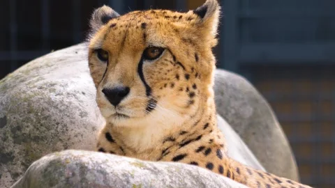 A cheetah is resting Stock Footage 252743793