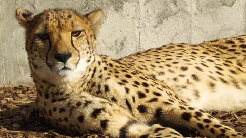 A cheetah resting Stock Footage 263854662