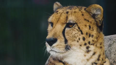 A cheetah is resting  Video stock 265877802