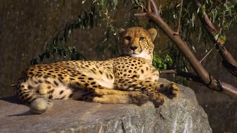  A cheetah is resting Stock Footage 266758018