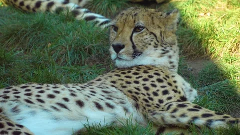 A cheetah resting  Stock Footage 272734036