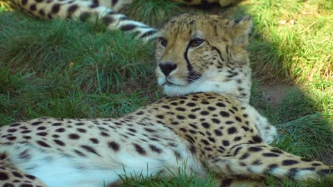 A cheetah is resting Stock Footage 272813047