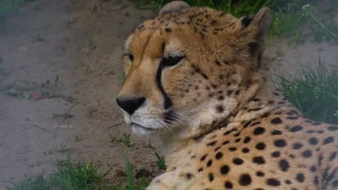 A cheetah is resting Stock Footage 275535893