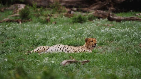 Cheetah resting in grass Stock Footage 88557935