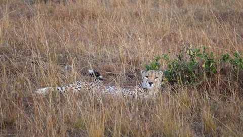 Cheetah resting on grass Stock Footage 108692469