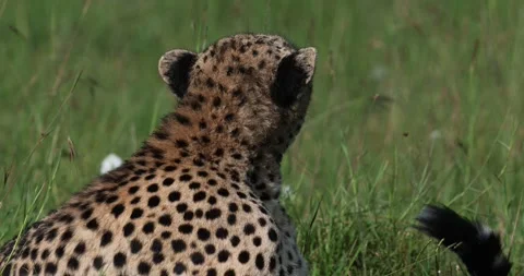Cheetah resting on the grass Stock Footage 310871597