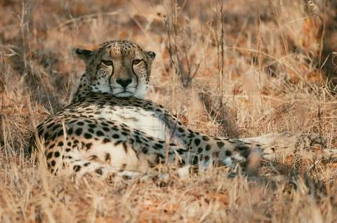 Cheetah resting in grass under warm sunlight in wildlife area Stock Photos