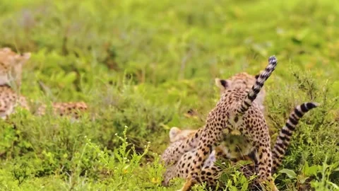 Cheetah Resting on Grassland Stock Footage 322544836