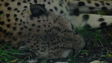 Cheetah resting with head down on grass and soil in a natural enclosure. Concept Stock Footage 325794307