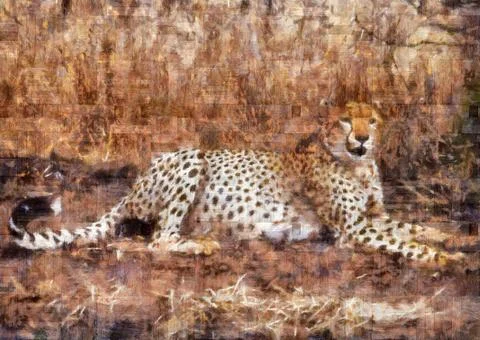 Cheetah resting Stock Illustration