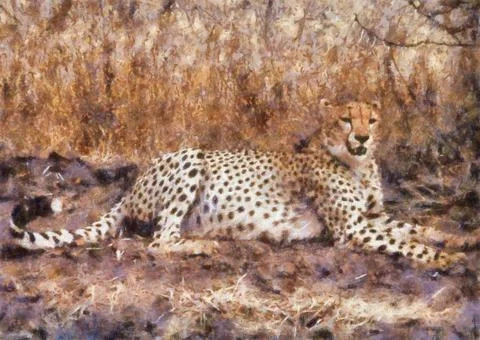 Cheetah resting Stock Illustration