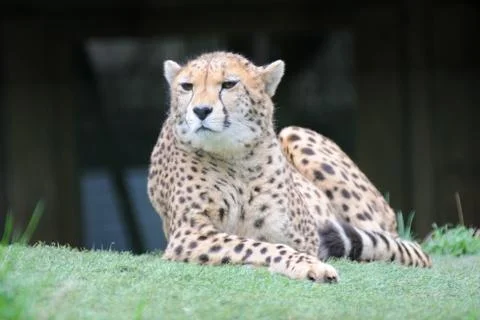 Cheetah resting Stock Photos