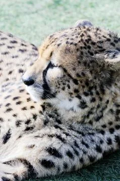 Cheetah resting Stock Photos