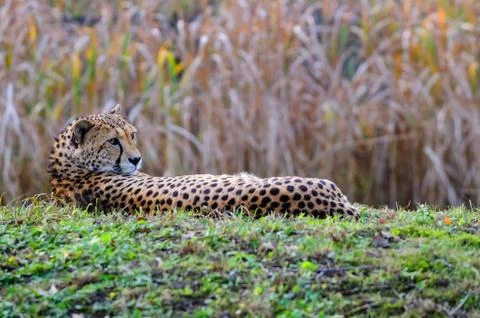 Cheetah resting Stock Photos