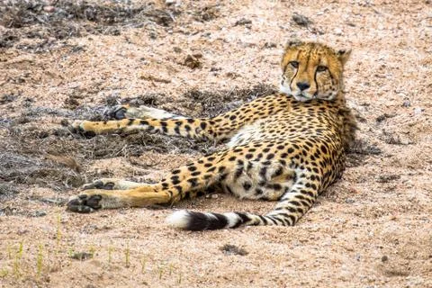 Cheetah resting Stock Photos