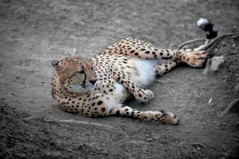 Cheetah resting Stock Photos