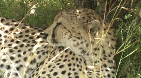 Cheetah resting in the shade Stock-Footage 22266705