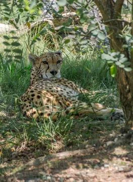 Cheetah resting in the shade of a tree Stock Photos