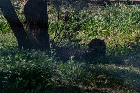 Cheetah Resting in the Shadows Foto stock
