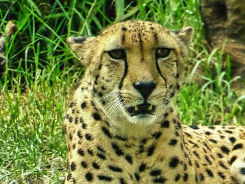 Cheetah resting in the sun 写真素材