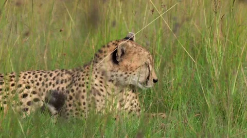 Cheetah Resting in Tall Grass Close Up 4k Wildlife Video Shot Stock Footage 338258436