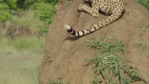 Cheetah resting on termite mound Stock Footage 143764799