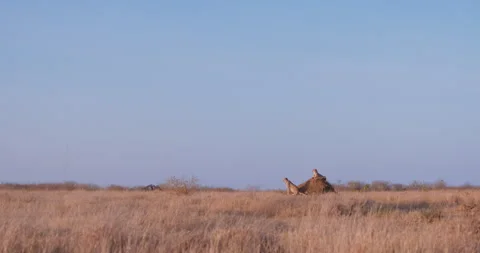 Cheetah resting on top of mound soil in Savannah at midday Video stock 314792243