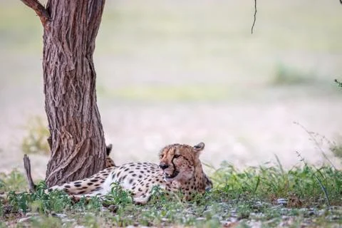 Cheetah resting under a tree. Stock Photos