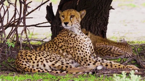 Cheetah resting under tree in summer Stock-Footage 191855276