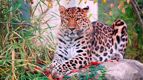 A cheetah resting in zoo Video stock 240189277