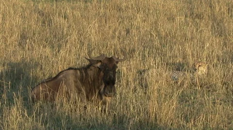 A cheetah rests next to a wounded wildebeest Video stock 57918189