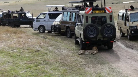 A cheetah rests in the shadow of a jeep Stock Footage 100470945