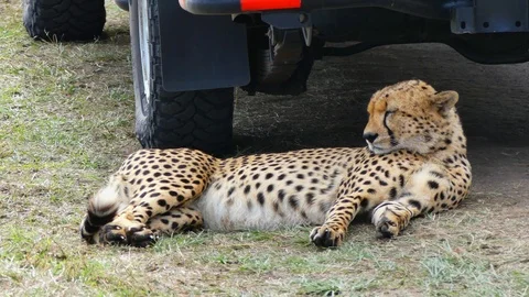 A cheetah rests in the shadow of a jeep Stock Footage 100472716