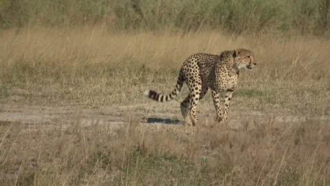 Cheetah rises from dust bath and walks toward taller grass — Part 2 Stock Footage 322979022