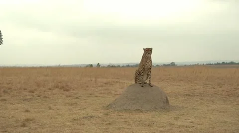 Cheetah on a rock Stock Footage 10989089