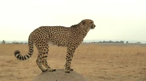 Cheetah on rock Stock Footage 10989911