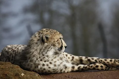 Cheetah on Rock Stock Photos